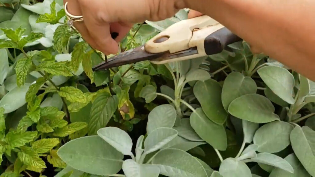 A woman's hand pruning mint with pruning sheers.