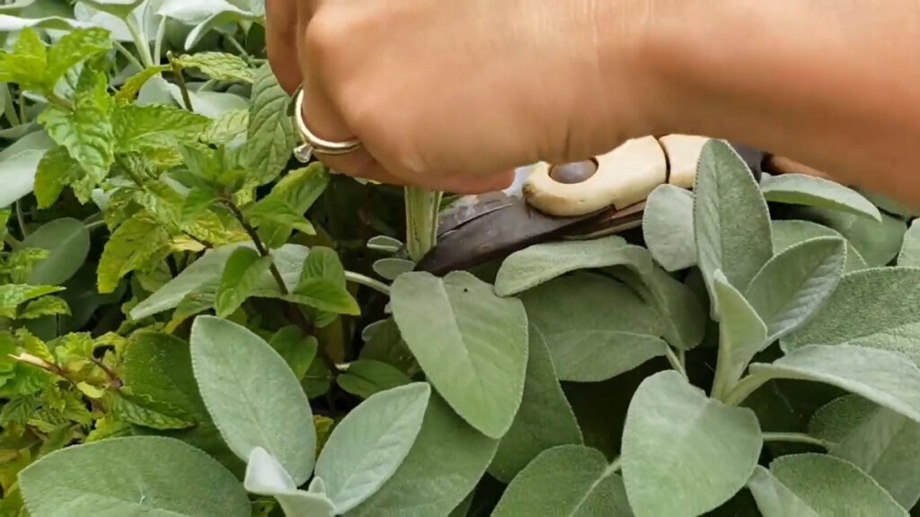 A woman's hand pruning sage.