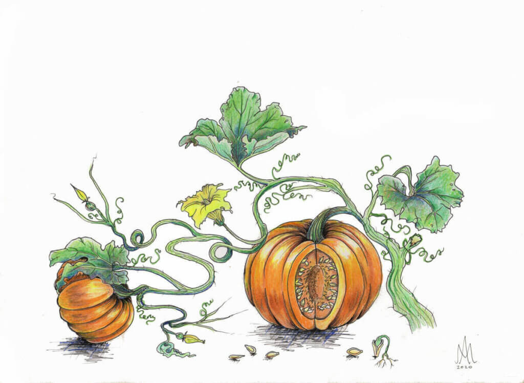 Illustration of a pumpkin and seeds.