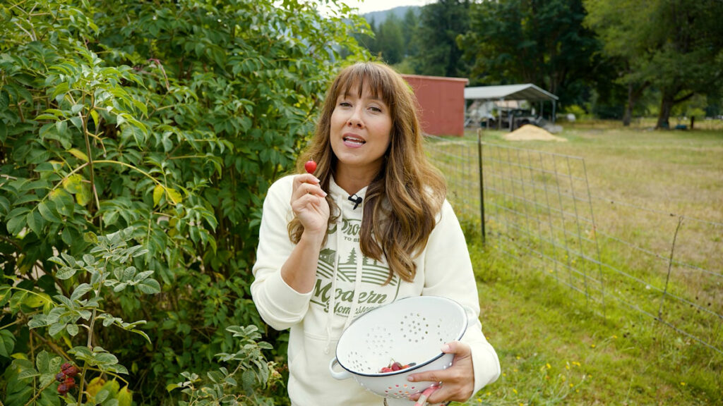 A woman holding up a rosehip, holding a colander of rosehips.
