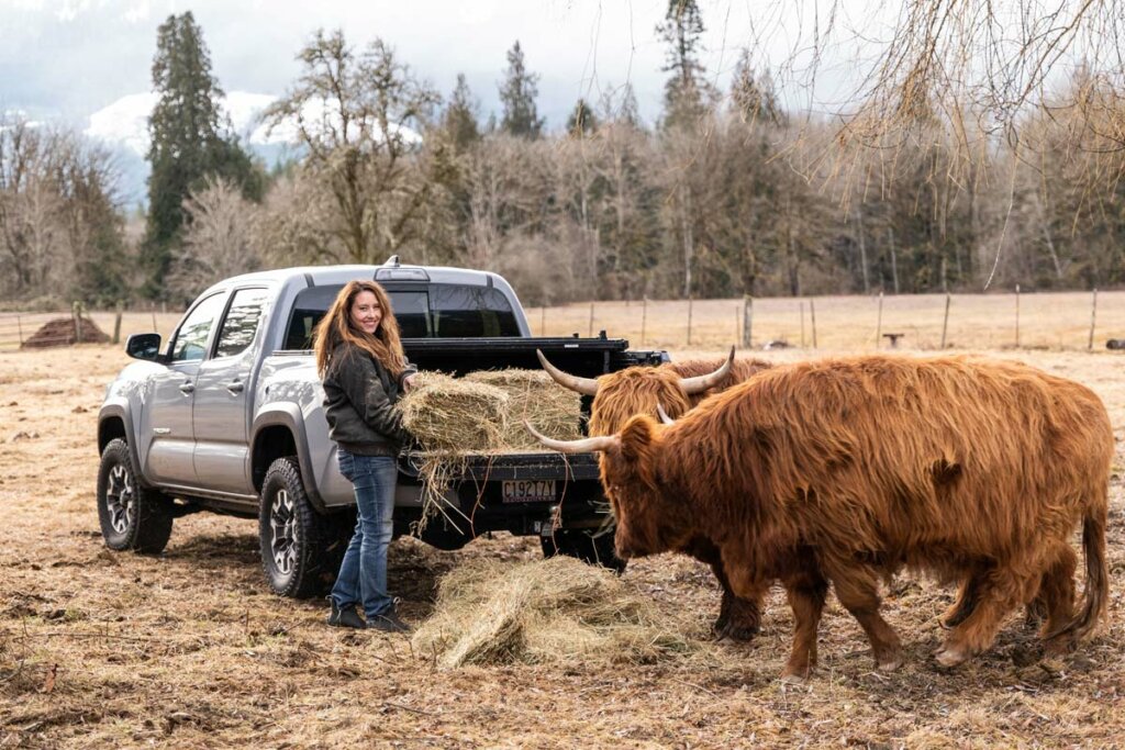 Scottish Highland Cow grazing in a field with a woman by a truck throwing out feed.
