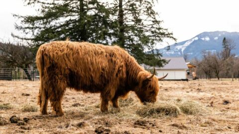 Scottish Highland Cow grazing in a field.