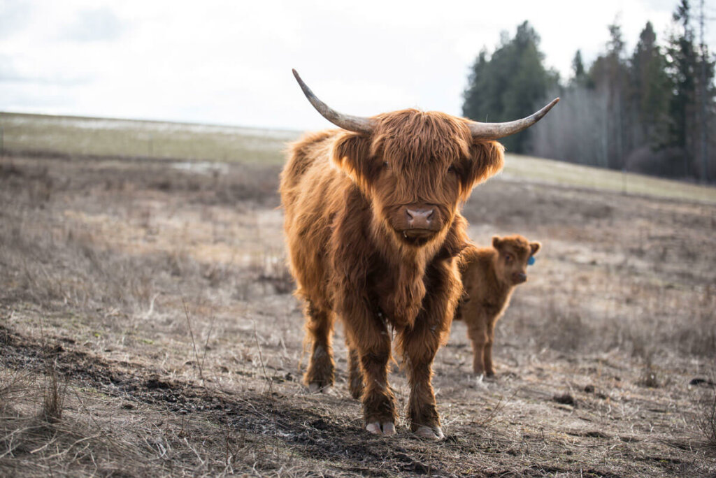 Mini Highland Cow: The Ultimate Guide (Pros, Cons & Care)