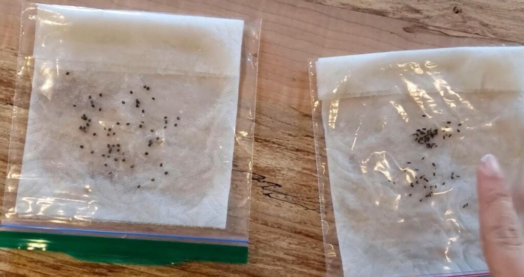 Two small ziplock bags with wet paper towels and seeds inside.