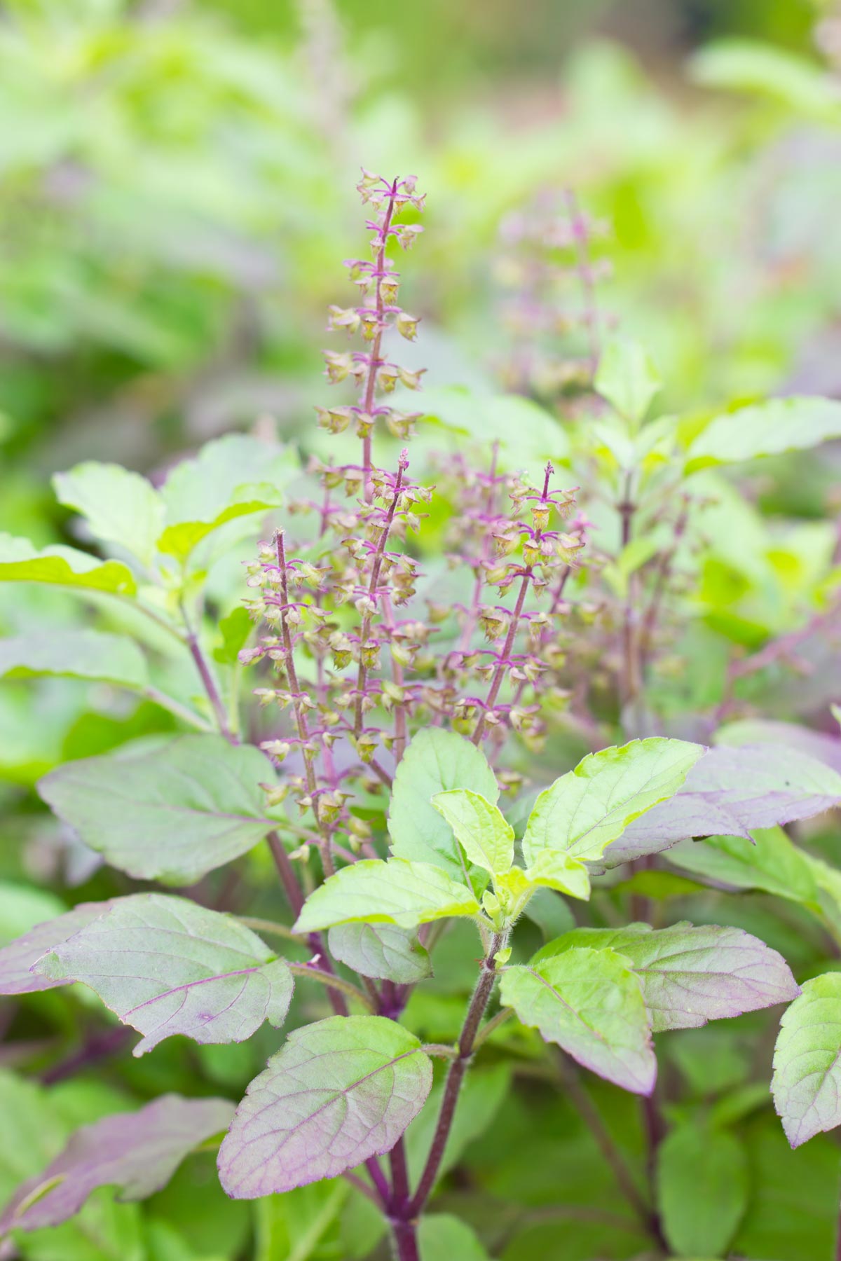 Tulsi (holy basil) growing in a garden.