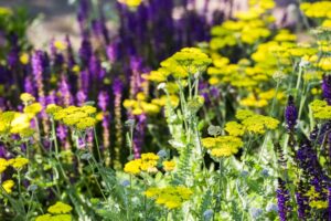 Yarrow in the foreground and lavender in the background.