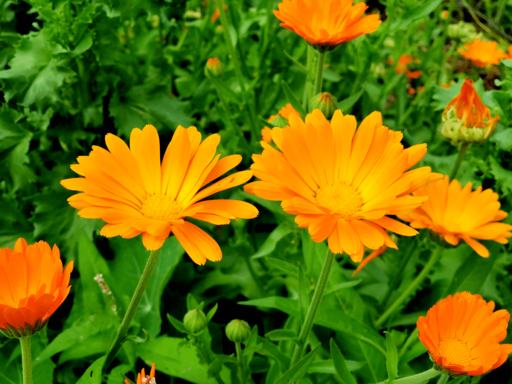 Calendula flowers.