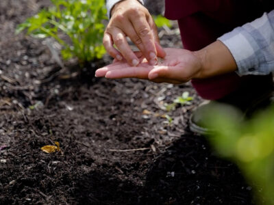 A woman holding a handful of seeds.