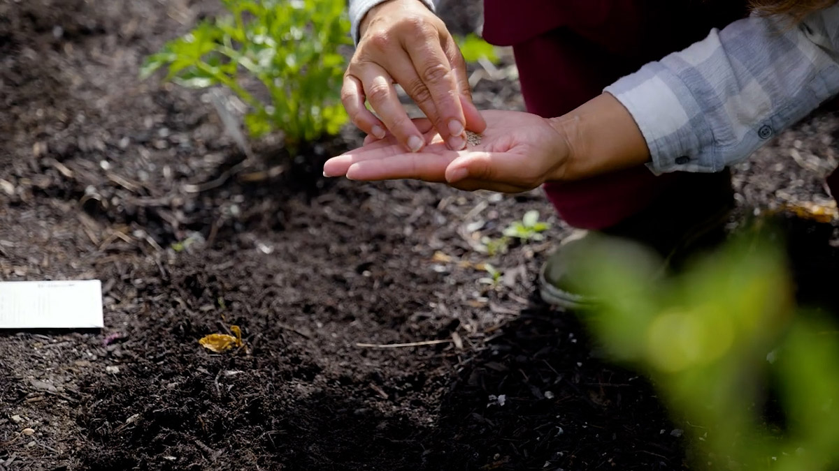 A woman holding a handful of seeds.