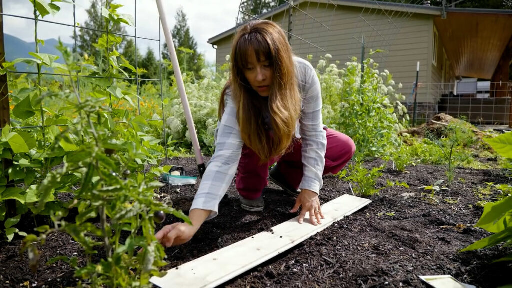 A woman placing a board over seeds in the garden.