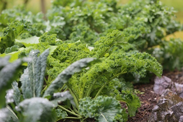 Close up image of kale growing in a garden. Text overlay says, "Grow More Food Next Year With These 5 Fall Gardening Tips from a 5th Generation Homesteader".