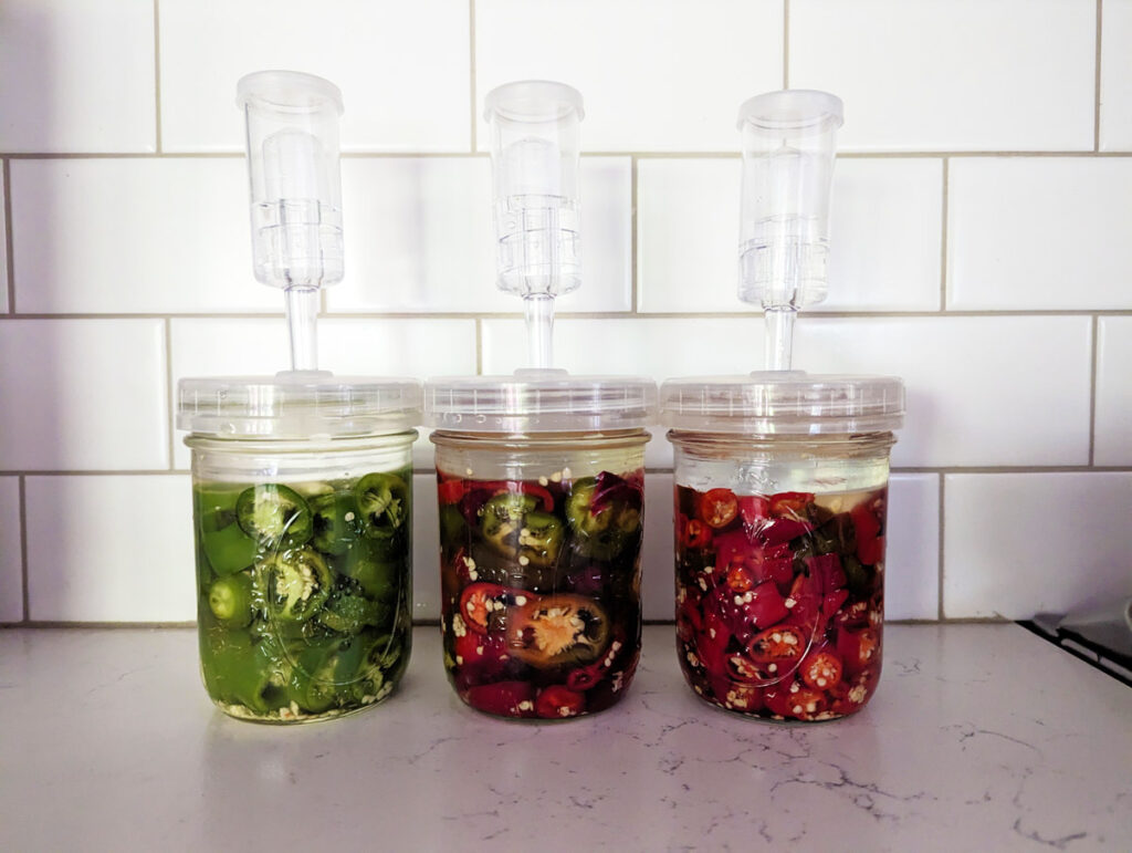 Three jars of peppers in fermenting jars.