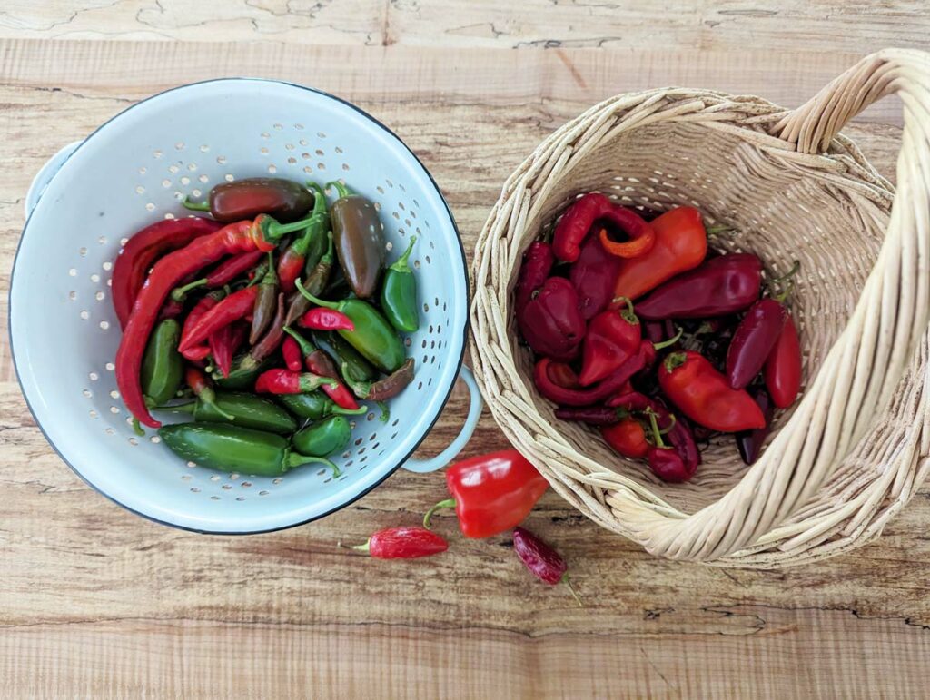 A basket and a colander of fresh picked hot peppers.