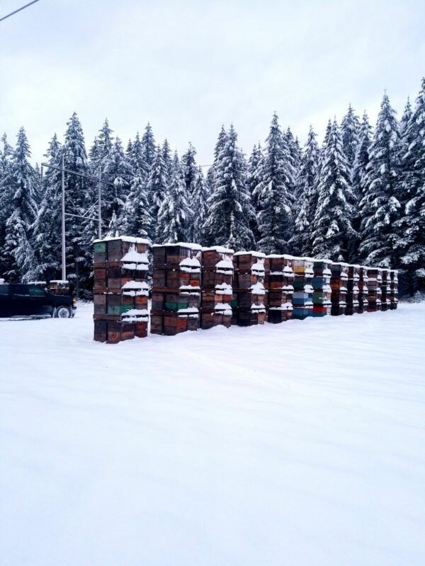stacks of honey bee hives in snow