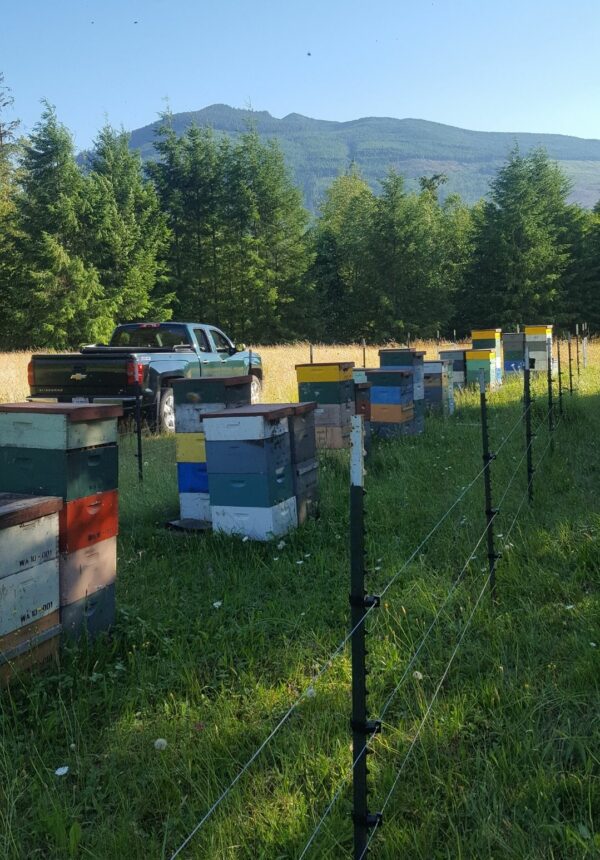 honey bee hives in field