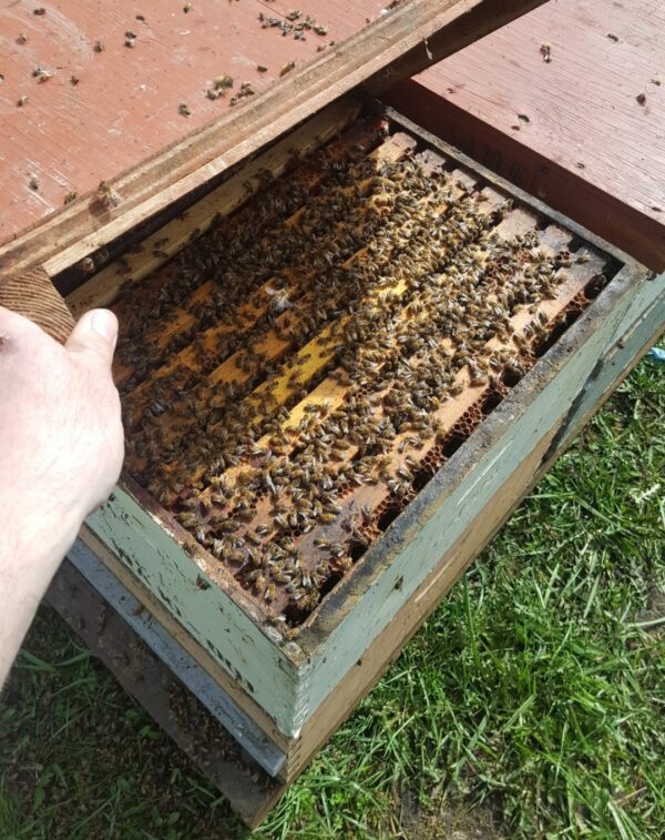bare handed opening top of honey bee hive