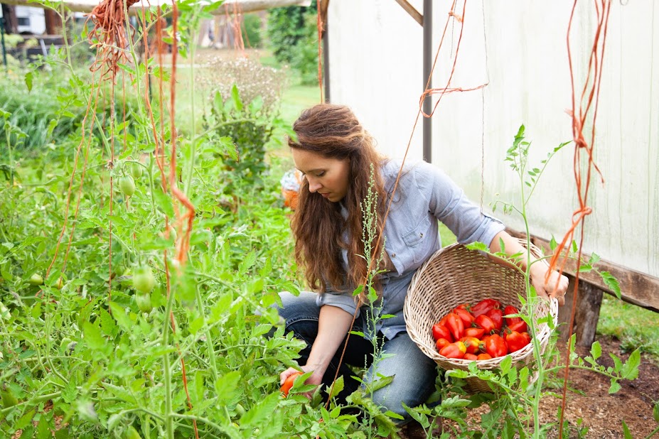A woman harvesting tomatoes in the garden.