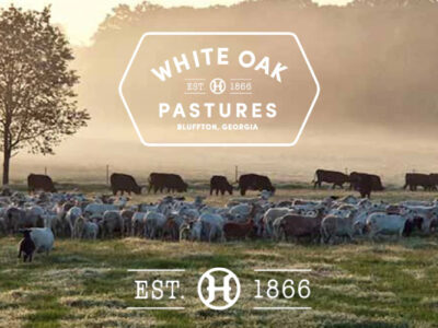 White Oak Pastures with cows and a logo.