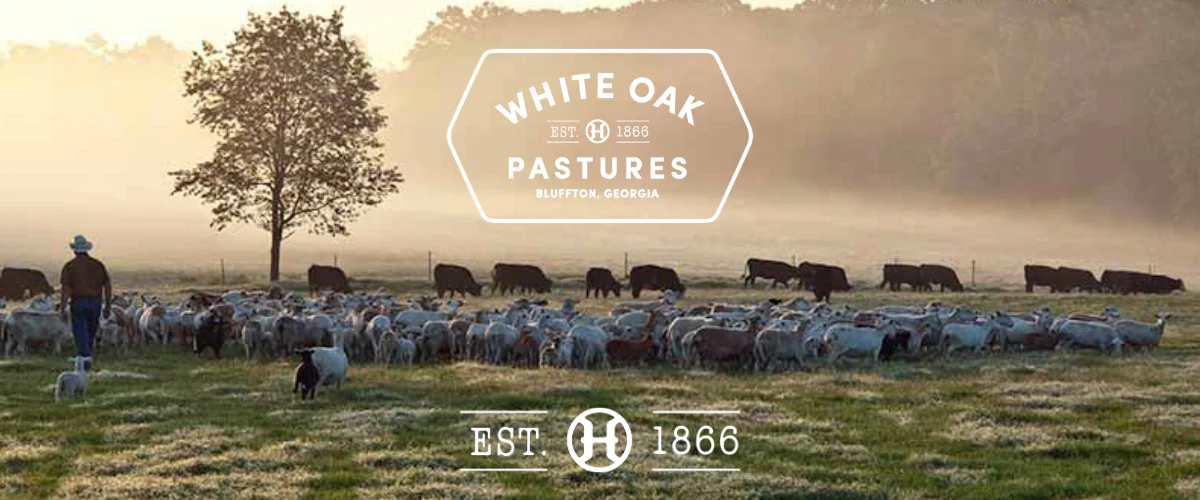 White Oak Pastures with cows and a logo.