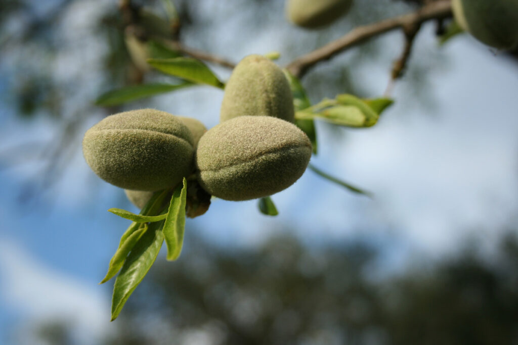 Close up photo of almonds on a tree.
