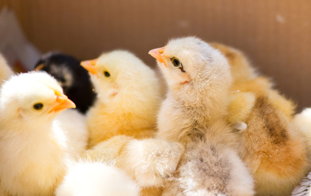 Baby chicks in a box ready to ship by mail.
