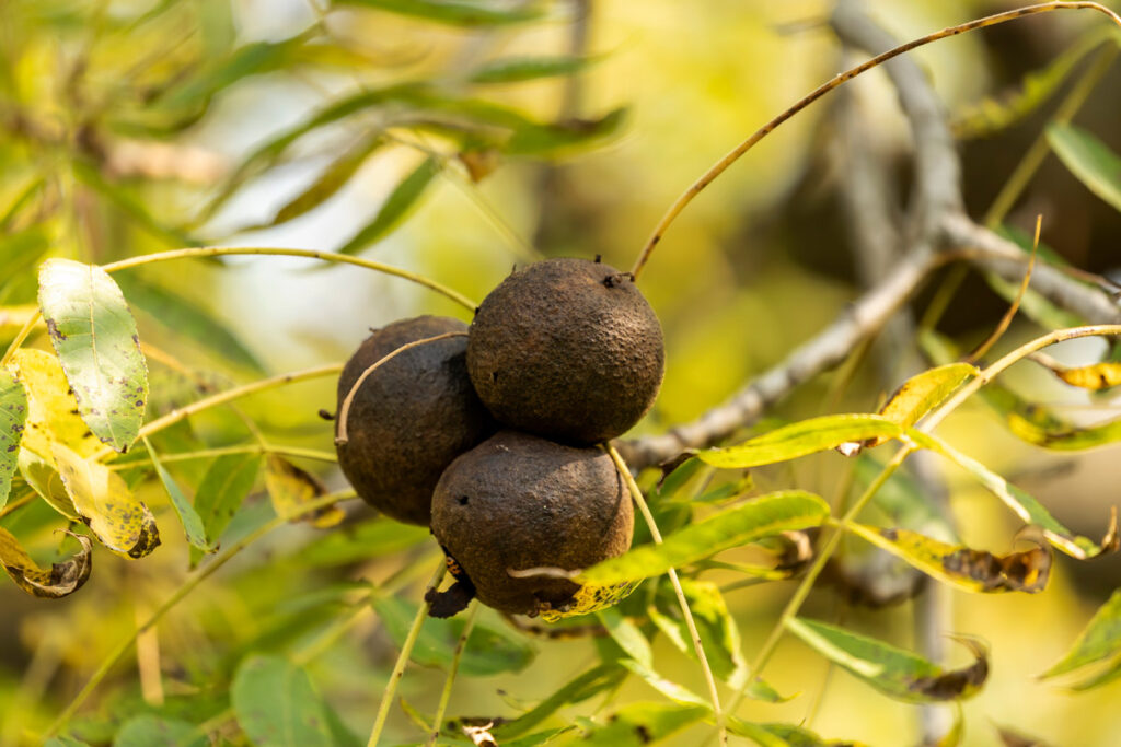 Close up photo of black walnuts growing on a tree.