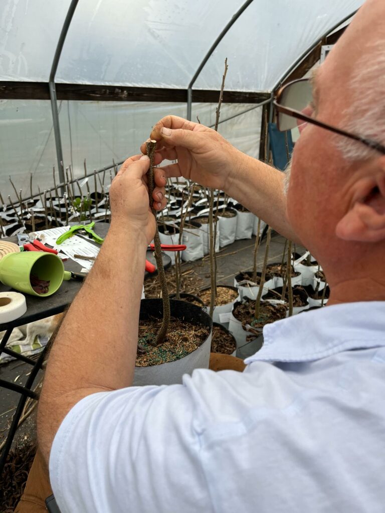 A man tending to young nut trees in a greenhouse.