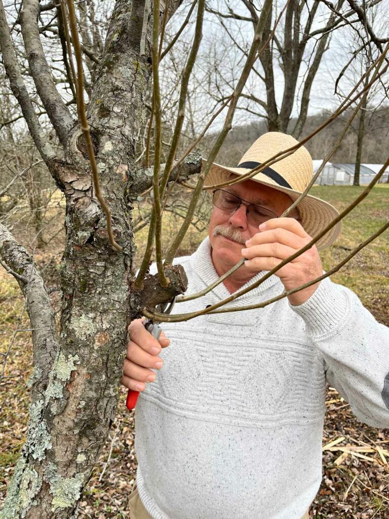 A man pruning a nut tree.