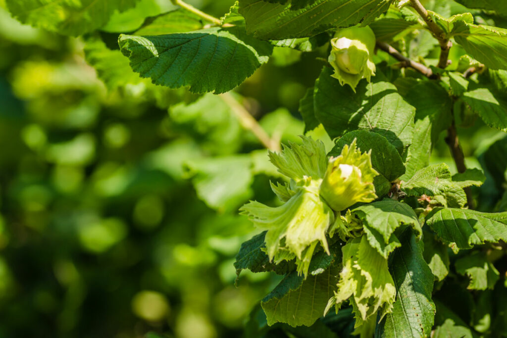 Close up photo of hazelnuts growing on a tree.