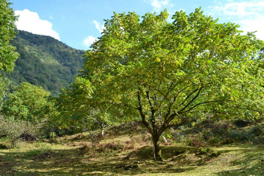 Mature walnut tree with foothills in the background.