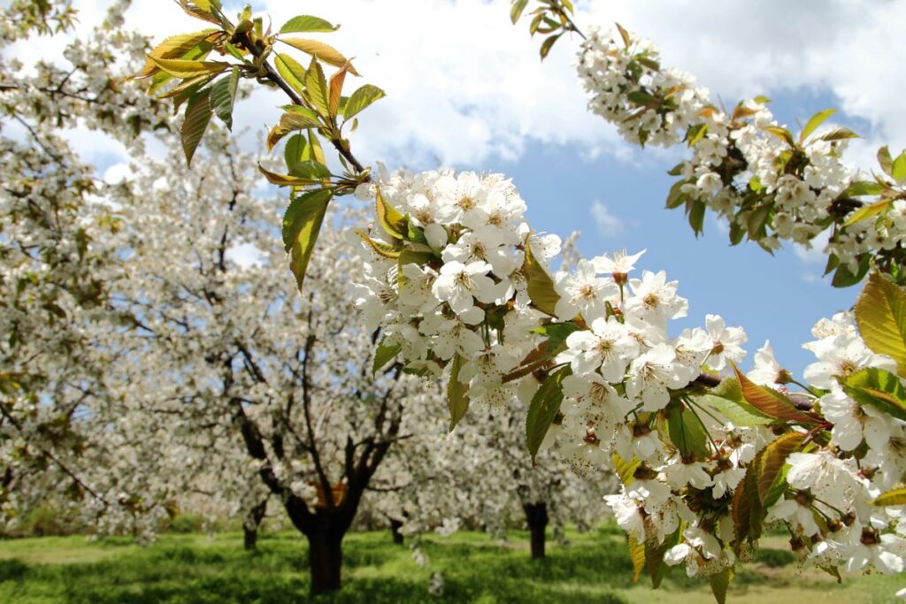 A nut tree orchard in bloom.