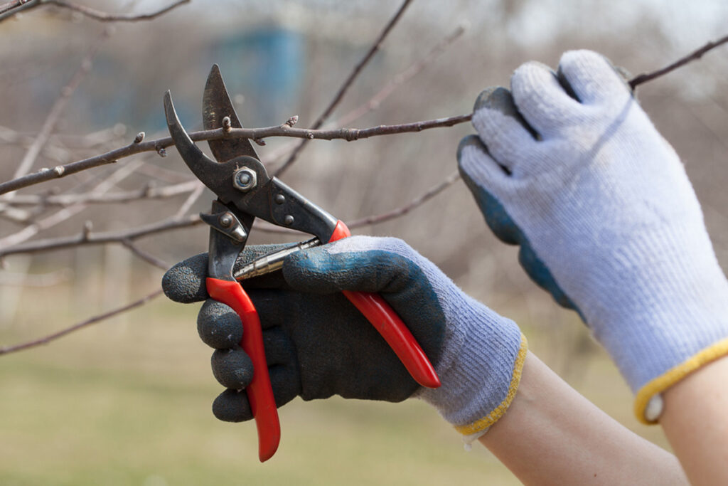Hands and pruning sheers pruning a fruit tree branch.