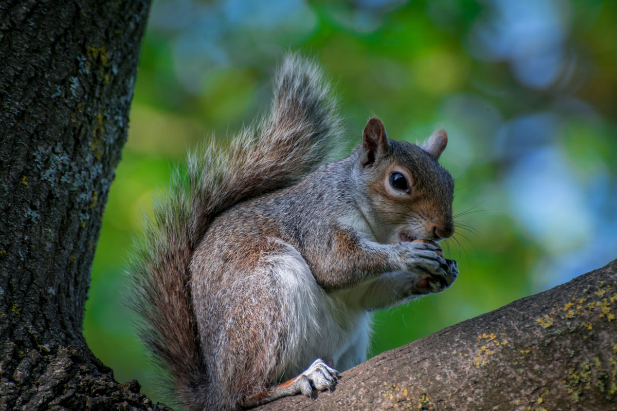 Growing Nut Trees (What You Need to Know) - Melissa K. Norris