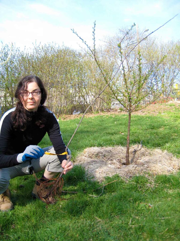 A woman crouched beside a newly planted fruit tree.
