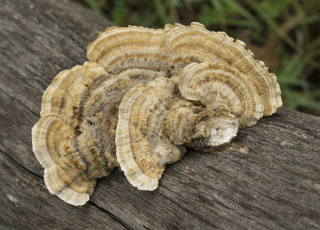 Turkey Tail mushroom growing on a log.