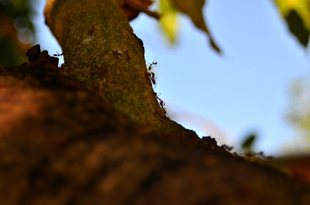 Ants climbing a tree.
