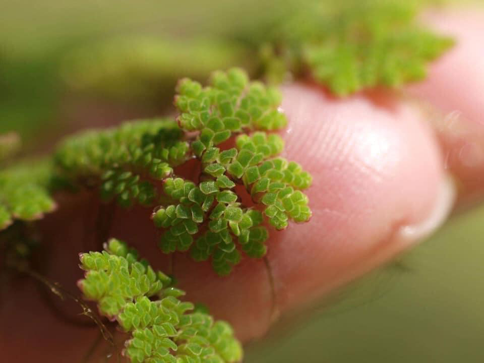 Azolla on the tip of a finger.