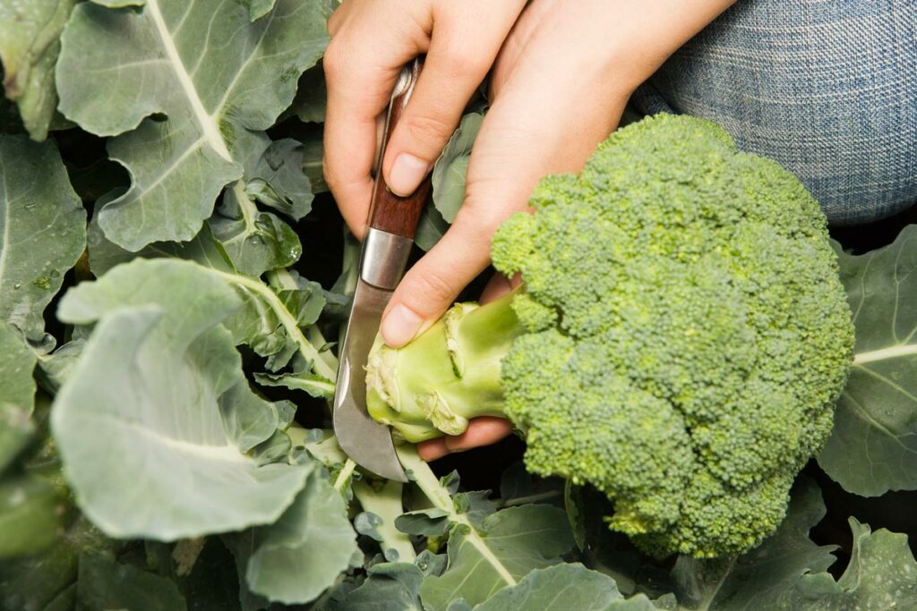 A woman cutting broccoli growing in the garden.