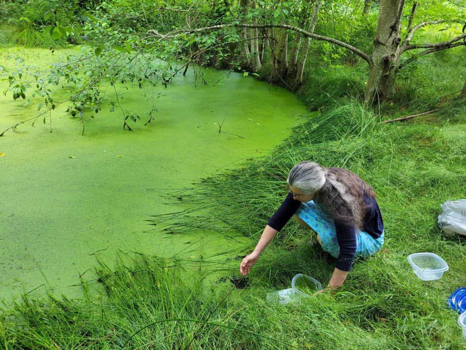 A woman scooping up Azolla from a pond.