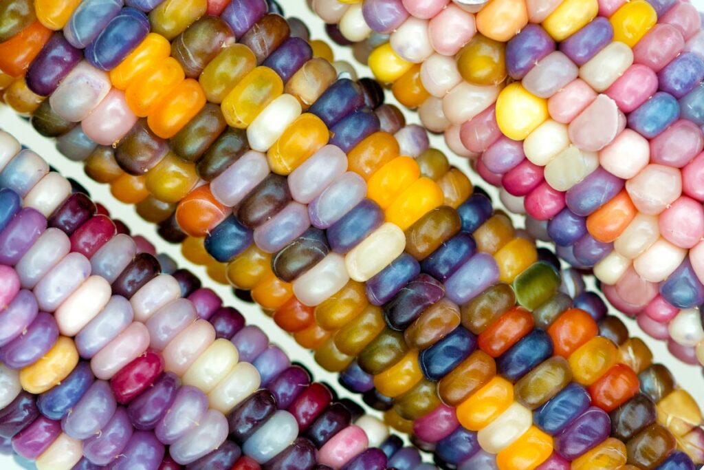 Gem colored corn on the cob.