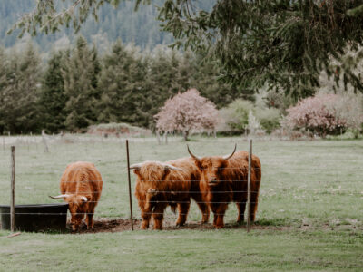 Three Scottish Highland cattle in field