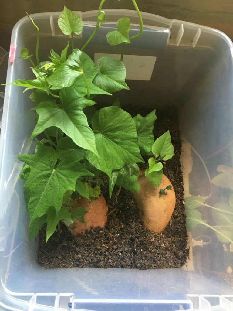 Sweet potato slips growing in a container.