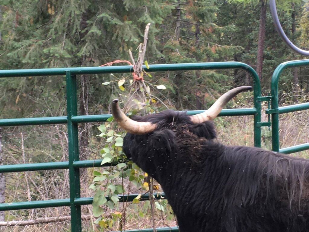 A cow eating tree hay hanging from a cattle panel.