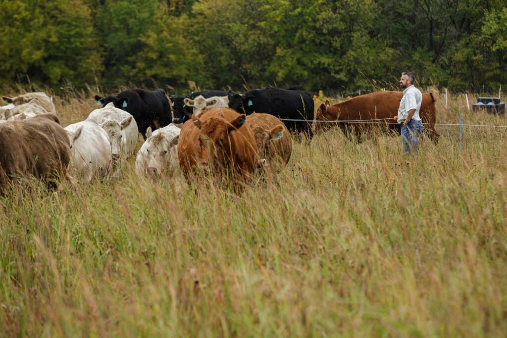 A man standing in a pasture with multiple cows.