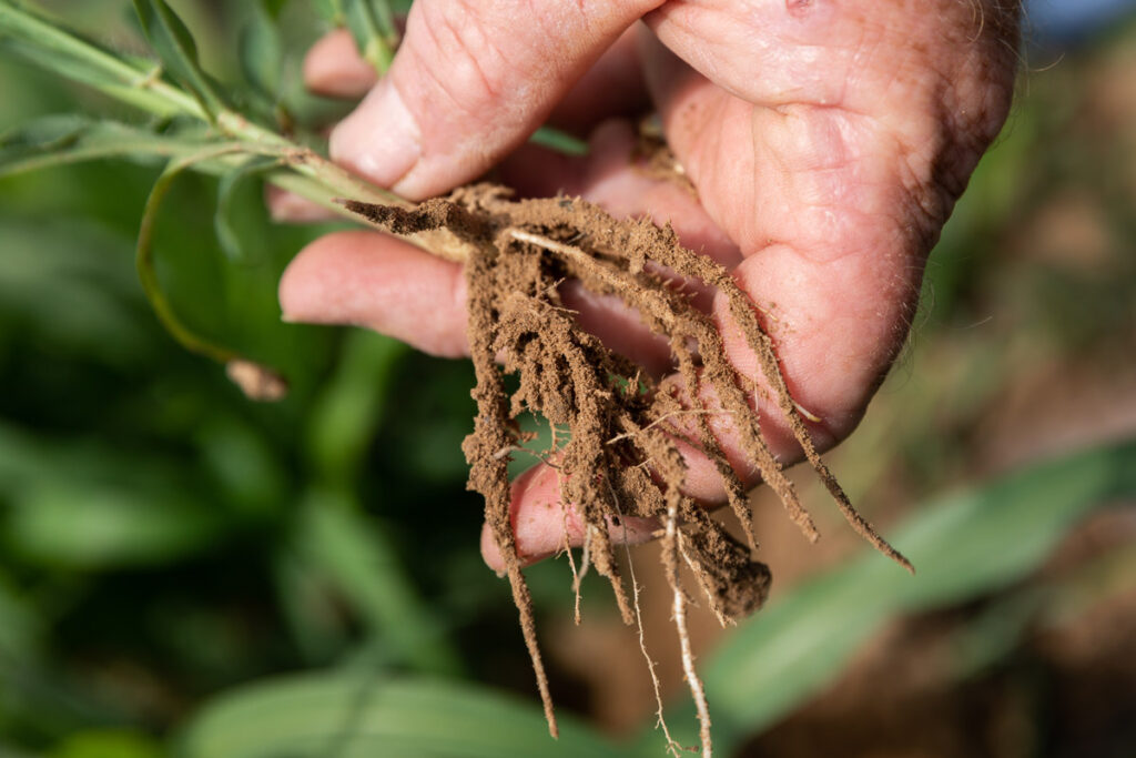 Plant roots covered in soil in a man's hands.
