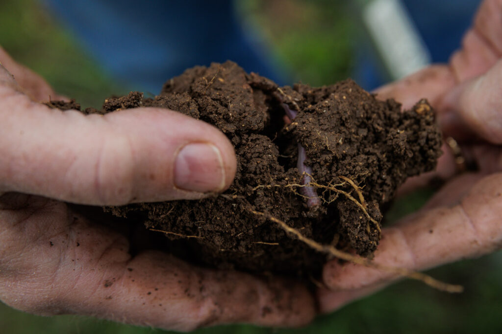 A pair of hands holding soil with a worm.