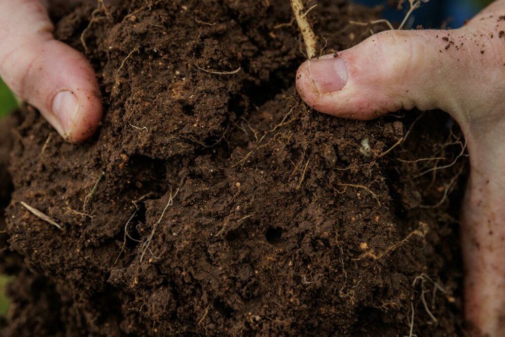 Hands holding a large clump of soil.