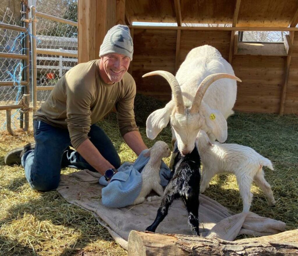 A man drying off a newborn baby goat.