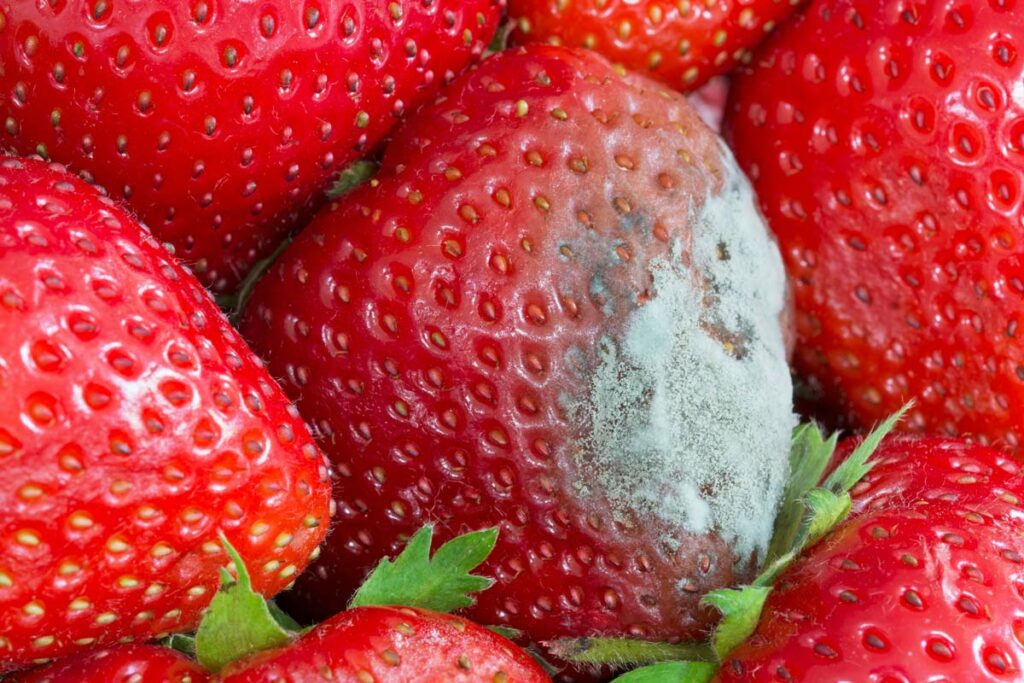 A moldy strawberry surrounded by fresh strawberries.