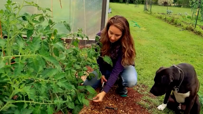 A woman pruning off the bottom branches of a tomato plant.